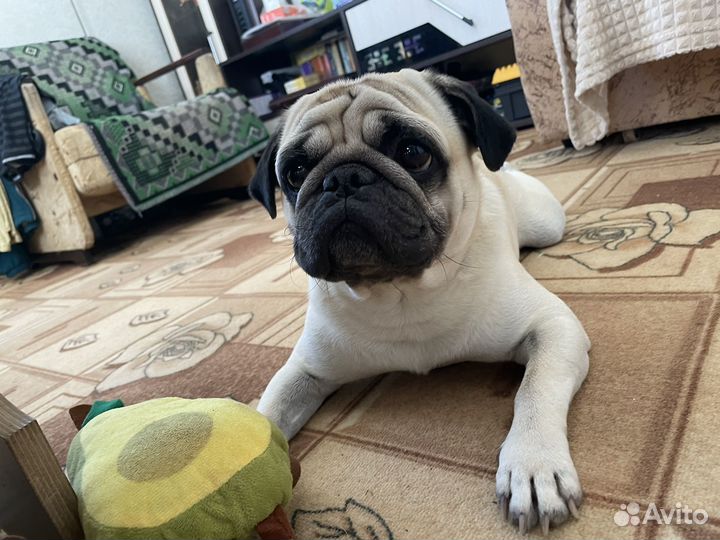 Мопс вязка мальчик