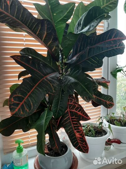 Кодиеум пёстрый (кротон)