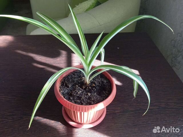 Хлорофитум в горшочке
