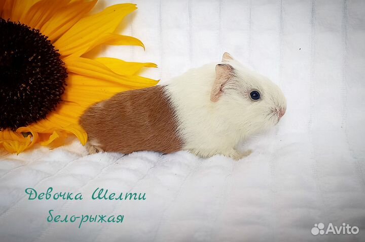 Морские свинки малыши