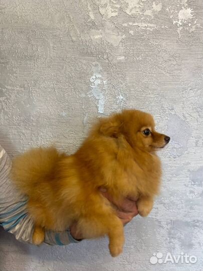 Шпиц девочка