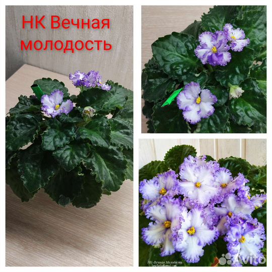 Фиалки сортовые лист, детки, стартеры