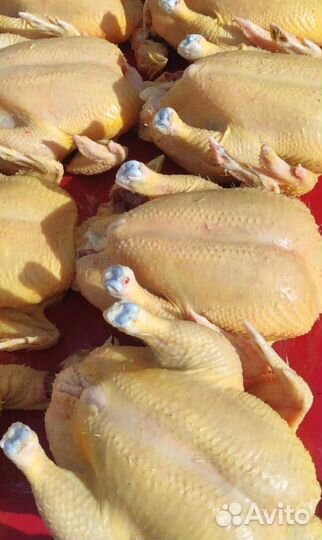 Курица тушка оптом