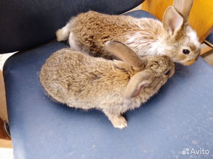 Крольчата