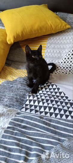 Девочка уголёк