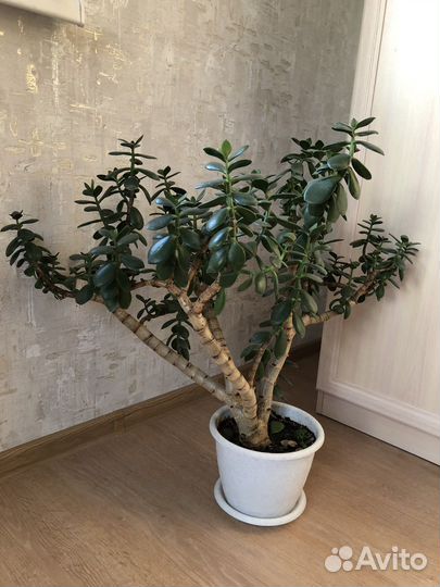 Цветок денежное дерево