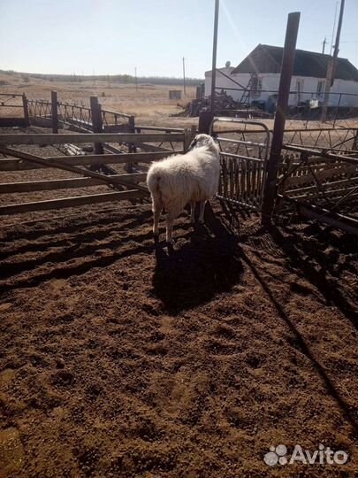 Овцы бараны
