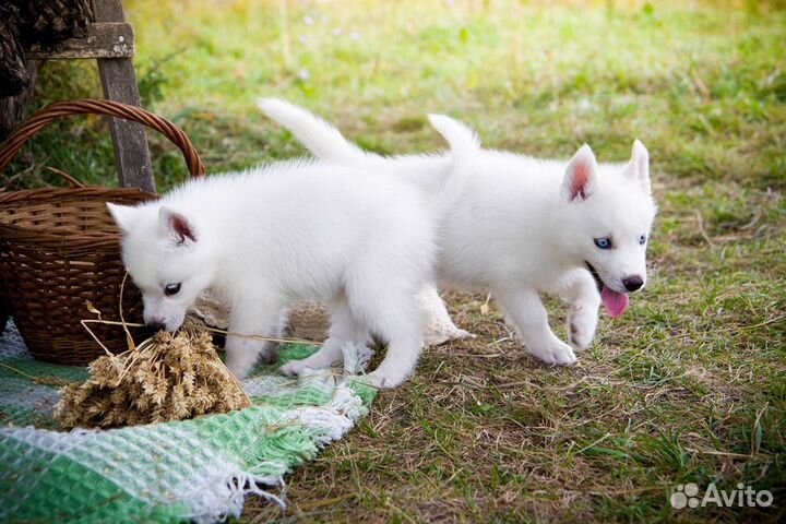 Щенки крупных и мелких пород