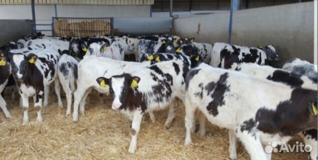 Бычки телята