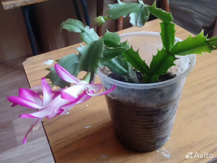 Декабрист шлюмбергера розовый и красный