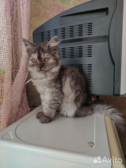 Шотландские котята длинношерстные