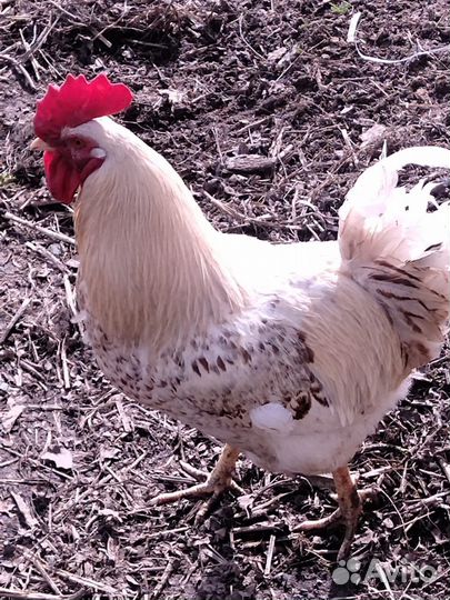 Молодые петухи