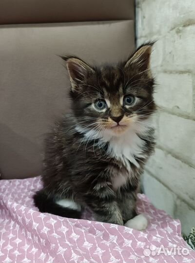 Котята мейн-кун