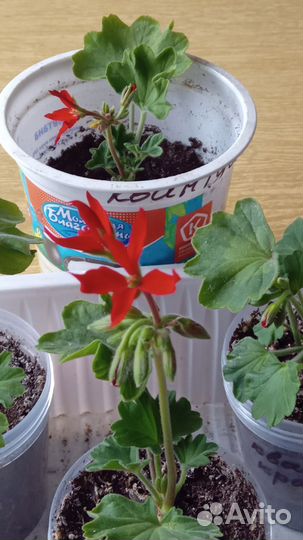 Пеларгония герань