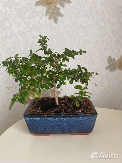 Бонсай кармона