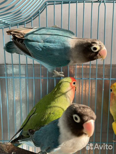 Неразлучники разные окрасы, амадины