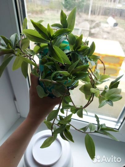 Традесканция Миртолистная