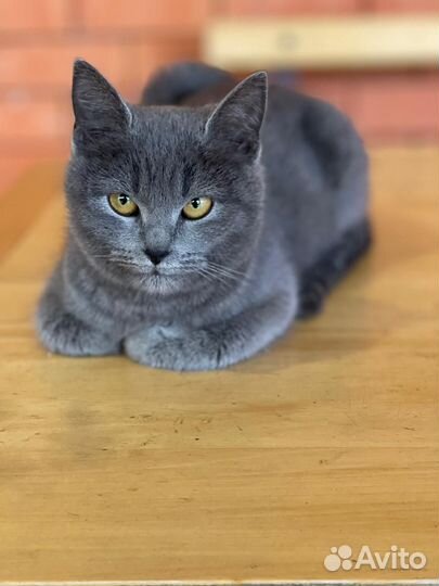 Британская