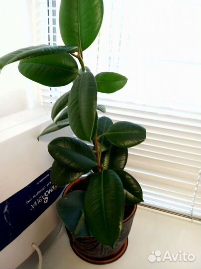 Филодендрон, фикус, бегония и др.цветы