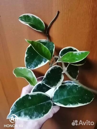 Хойя Кримсон Квин