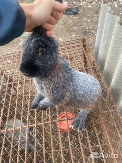 Кролик Полтавское серебро