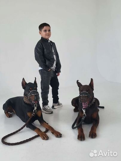 Фотосессия с двумя доберманами