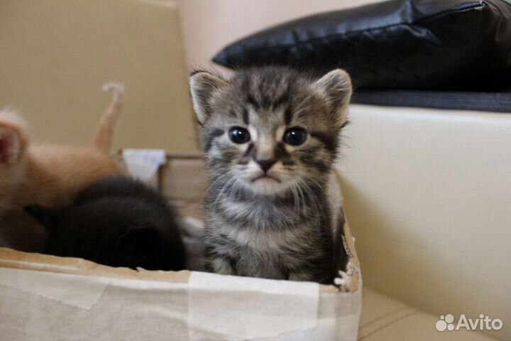 Котята 3 мальчика 1 девочка, родились 03.04.2024