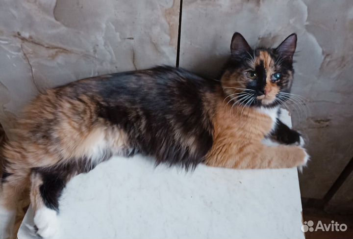 Трехцветная кошка