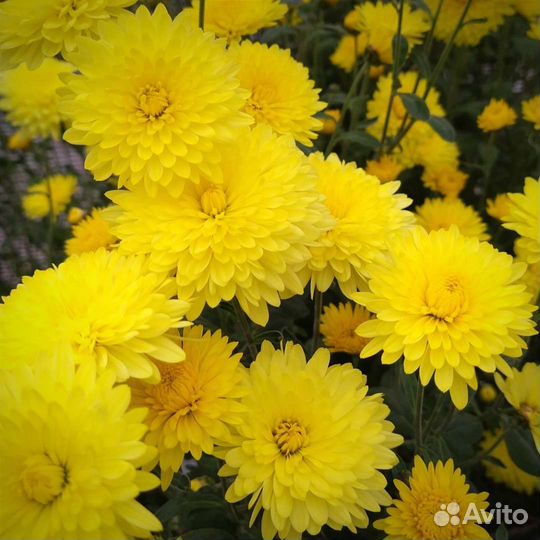 Хризантема жёлтая. Цветы. Многолетник. Куст