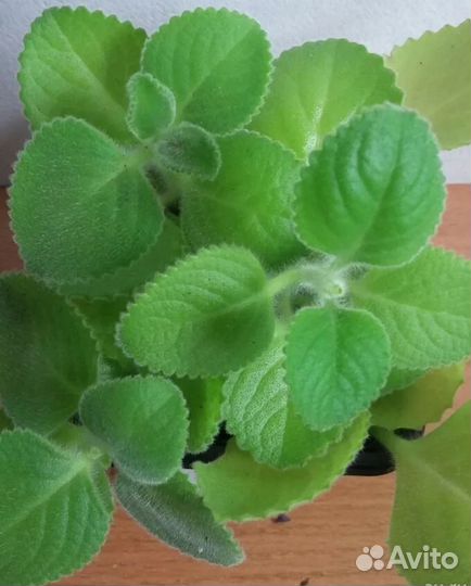 Мята комнатная домашняя