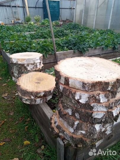 Спилы березы