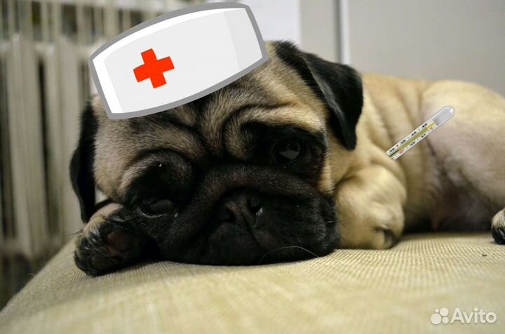 Ветеринарные услуги, уход, передержка