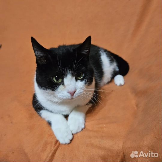 Кошка Анфиса