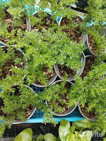 Традесканция, плектрантусы, колизия, хлорофитум