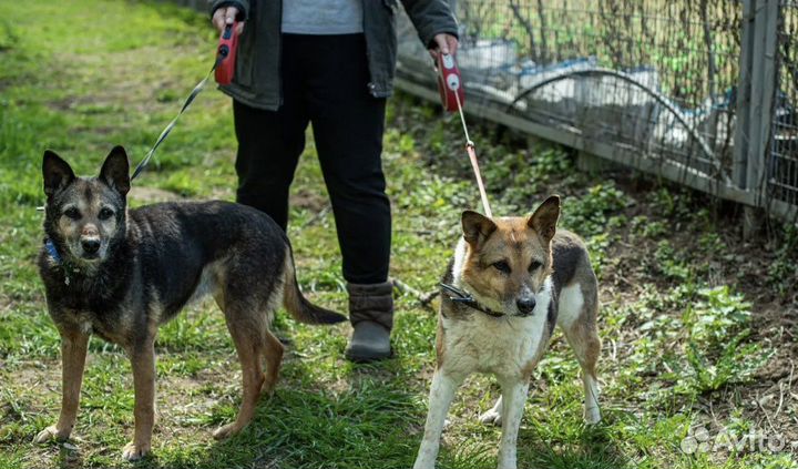 Пипетки из приюта такие славные