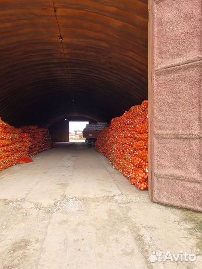 Лук оптом со склада