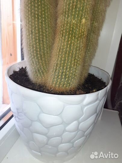 Кактус шикарный