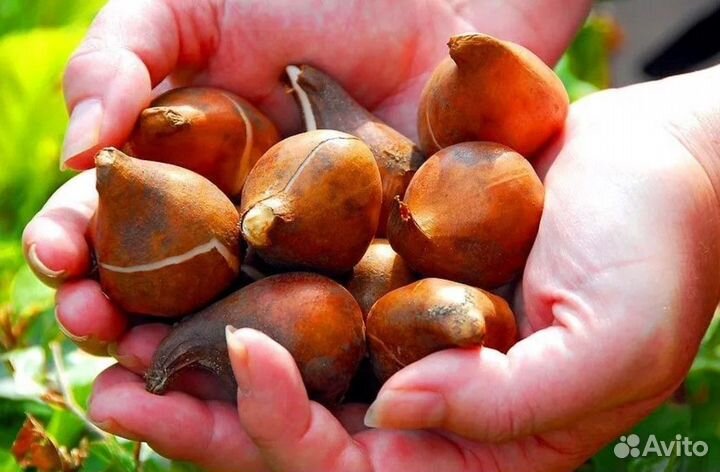 Луковицы тюльпанов для выгонки