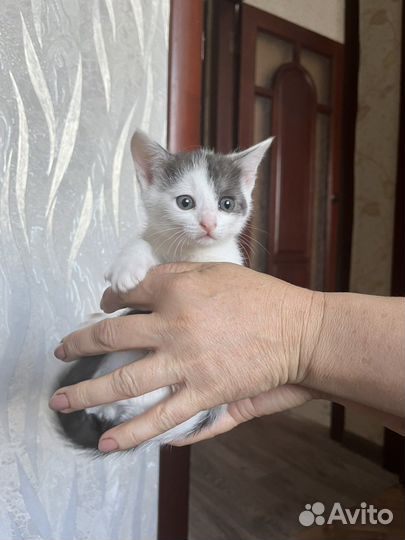 Отдам в добрые руки
