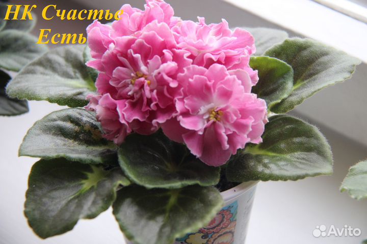 Фиалки