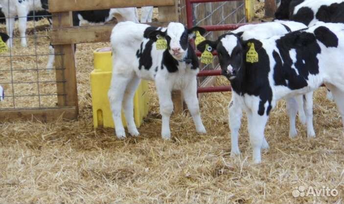 Телята бычки