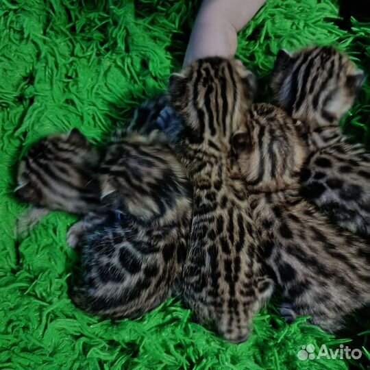 Чудо- бенгалики