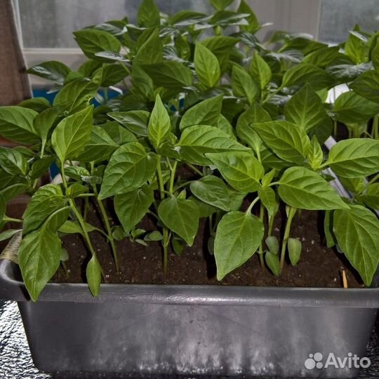Рассада помидор (более 10 сортов), перца, о