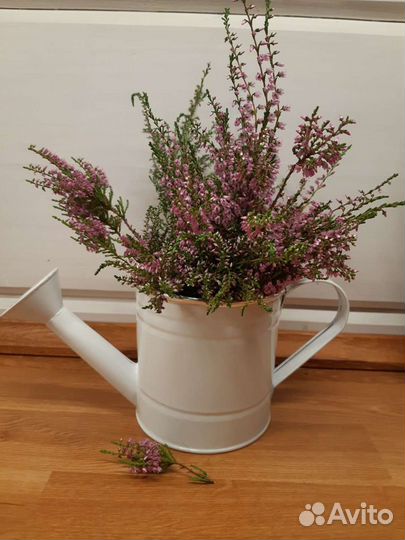 Вереск саженцы