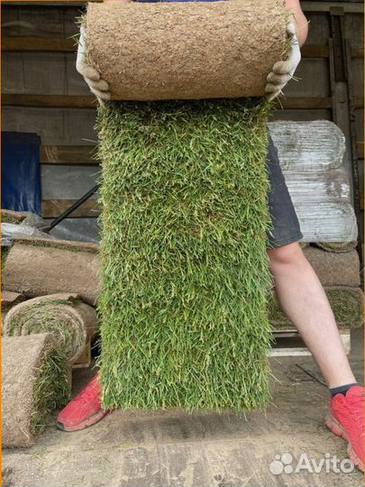 Рулонный газон, элитные травосмеси