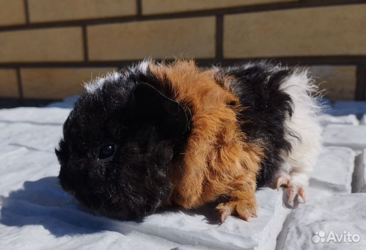 Морская свинка альпака