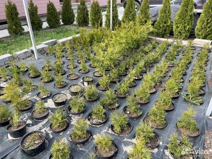 Туя смарагд