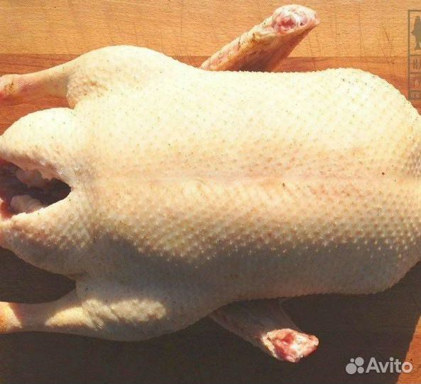Гусь домашнее мясо