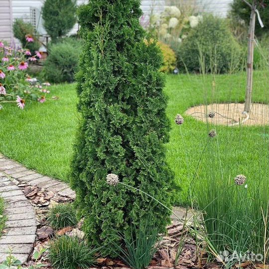 Туя западная Зматлик