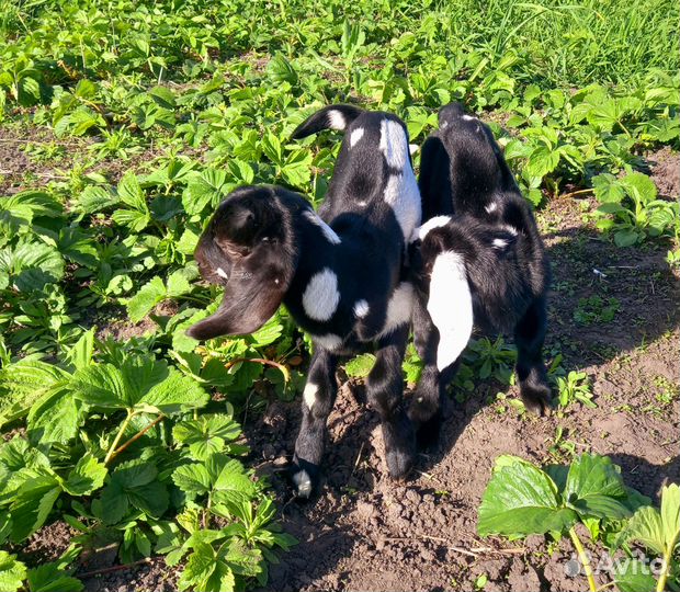 Англо- нубийские козлята